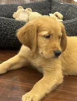 Fenway, a male Golden Retriever and English Cream Golden Retriever for sale in Hampden, MA – 7 of 7