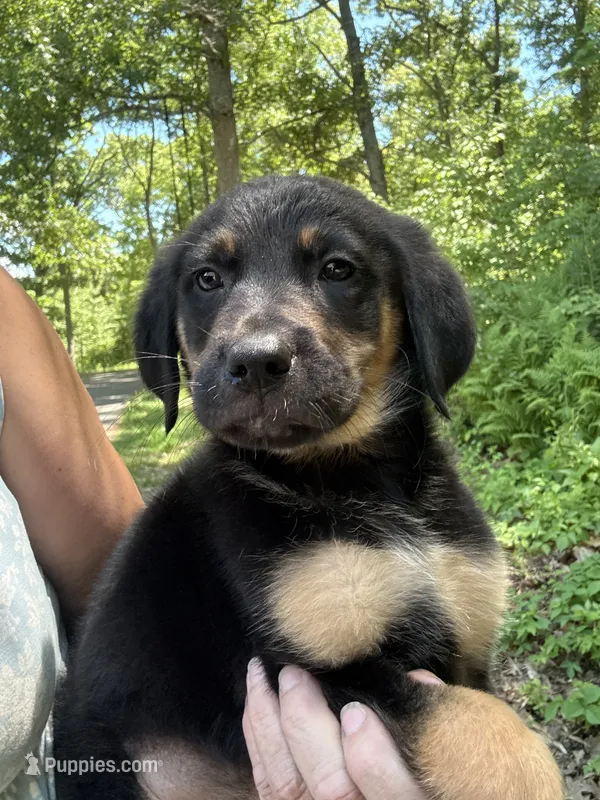Yogi – German Shepherd Dog, Golden Retriever puppy for sale in Wilbraham, MA