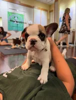 Baby roxie, a female French Bulldog for sale in Hampden, MA – 5 of 8
