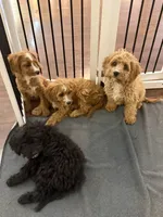 Max, a male Cavapoo for sale in Hampden, MA – 5 of 5