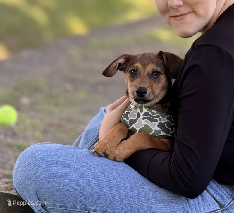 Nacho – Chiweenie puppy for sale in Hampden, MA