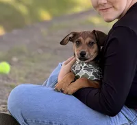 Nacho, a male Chiweenie for sale in Hampden, MA – 1 of 3