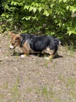 Tank, a male Pembroke Welsh Corgi for sale in Wilbraham, MA – 5 of 6