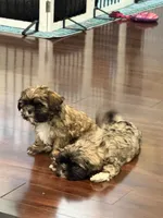 Halo, a female Shih Tzu for sale in Wilbraham, MA – 4 of 5