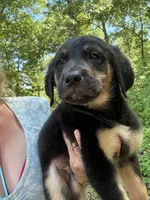 Yogi, a male German Shepherd Dog and Golden Retriever for sale in Wilbraham, MA – 1 of 8