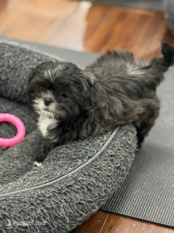 Harper – Shih Tzu puppy for sale in Wilbraham, MA