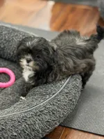 Harper, a female Shih Tzu for sale in Wilbraham, MA – 1 of 3