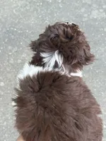 Max, a male Miniature Aussiedoodle for sale in Hampden, MA – 6 of 7