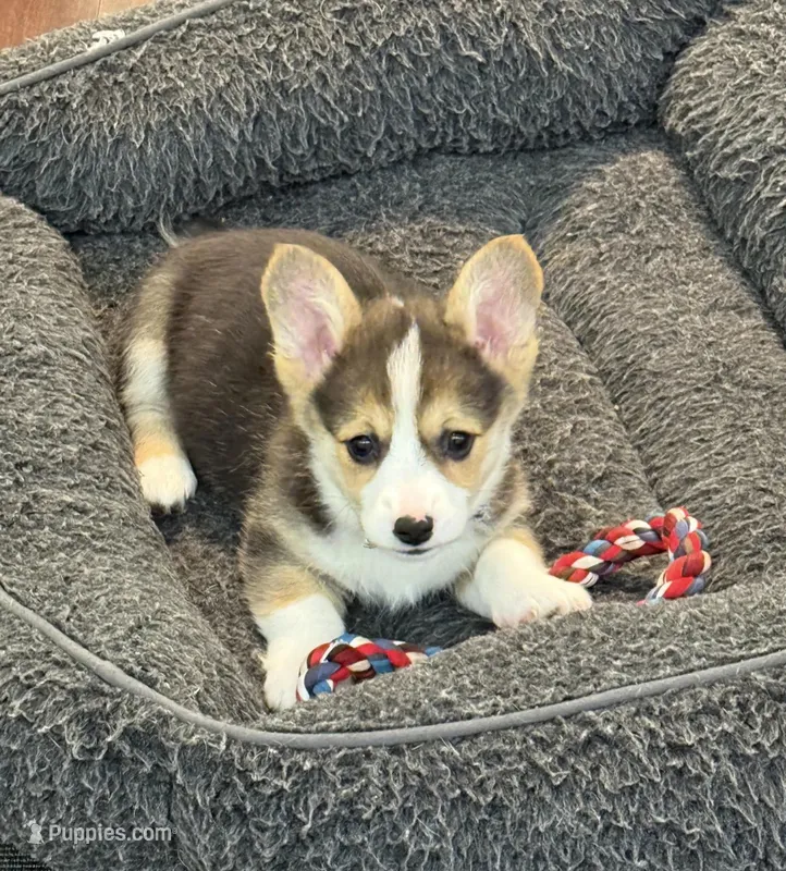 Cannon – Pembroke Welsh Corgi puppy for sale in Wilbraham, MA