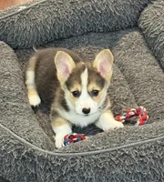 Cannon, a male Pembroke Welsh Corgi for sale in Wilbraham, MA – 1 of 3