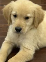 Honey , a female Golden Retriever and English Cream Golden Retriever for sale in Hampden, MA – 5 of 5