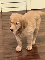 Autumn, a female Golden Retriever and English Cream Golden Retriever for sale in Hampden, MA – 3 of 3