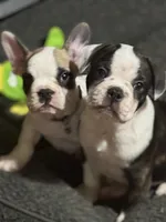 Baby girl, a male French Bulldog for sale in Hampden, MA – 6 of 8