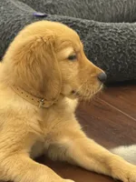 Hawk, a male Golden Retriever and English Cream Golden Retriever for sale in Hampden, MA – 10 of 10