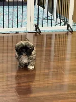 Henry , a male Shih Tzu for sale in Wilbraham, MA – 3 of 5