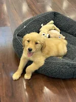 Rosie, a female Golden Retriever and English Cream Golden Retriever for sale in Hampden, MA – 6 of 6