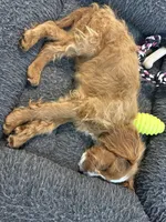 Milo, a male Cavapoo for sale in Hampden, MA – 5 of 5