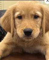 Fenway, a male Golden Retriever and English Cream Golden Retriever for sale in Hampden, MA – 5 of 7