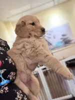 Moose, a male Golden Retriever for sale in Wilbraham, MA – Photo 2 of 4