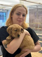 Moose, a male Golden Retriever for sale in Wilbraham, MA – Photo 4 of 4