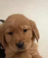 Moose, a male Golden Retriever for sale in Wilbraham, MA – Photo 1 of 4