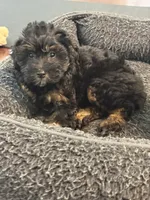 Rosie, a female Miniature Aussiedoodle for sale in Hampden, MA – 2 of 7