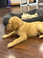 Hawk, a male Golden Retriever and English Cream Golden Retriever for sale in Hampden, MA – 6 of 10