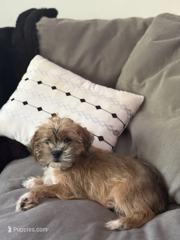 Marshmallow – Shihpoo puppy for sale in Hampden, MA
