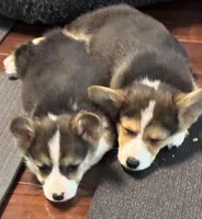 Scout, a male Pembroke Welsh Corgi for sale in Wilbraham, MA – Photo 2 of 3