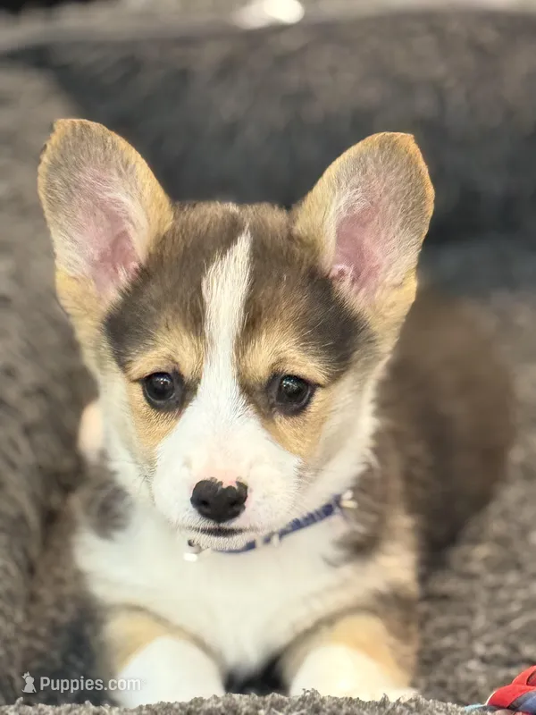 Scout – Pembroke Welsh Corgi puppy on hold in Wilbraham, MA