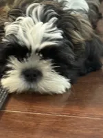 Hank, a male Shih Tzu for sale in Wilbraham, MA – 2 of 9