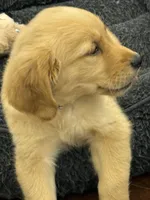 Rosie, a female Golden Retriever and English Cream Golden Retriever for sale in Hampden, MA – 2 of 6