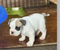 Baby roxie, a female French Bulldog for sale in Hampden, MA – 2 of 8