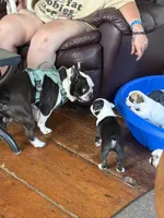 Boss, a male French Bulldog for sale in Hampden, MA – 8 of 8