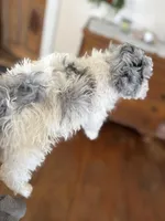 Gypsy, a female Poodle - Miniature  for sale in Wilbraham, MA – Photo 3 of 4