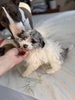 Gypsy, a female Poodle - Miniature  for sale in Wilbraham, MA – Photo 4 of 4