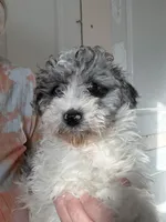 Gypsy, a female Poodle - Miniature  for sale in Wilbraham, MA – Photo 2 of 4