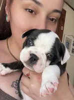 Remix, a male French Bulldog for sale in Hampden, MA – 2 of 8