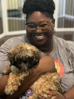 Lady, a female Shih Tzu for sale in Hampden, MA – 4 of 6