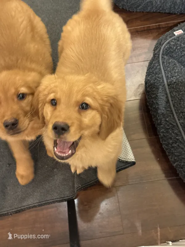 Maple – Golden Retriever, English Cream Golden Retriever puppy for sale in Hampden, MA