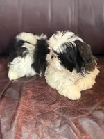 Tessa, a female Shih Tzu for sale in Wilbraham, MA – Photo 3 of 4