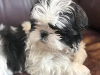 Tessa, a female Shih Tzu for sale in Wilbraham, MA – Photo 2 of 4