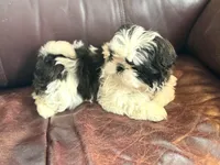 Tessa, a female Shih Tzu for sale in Wilbraham, MA – Photo 4 of 4