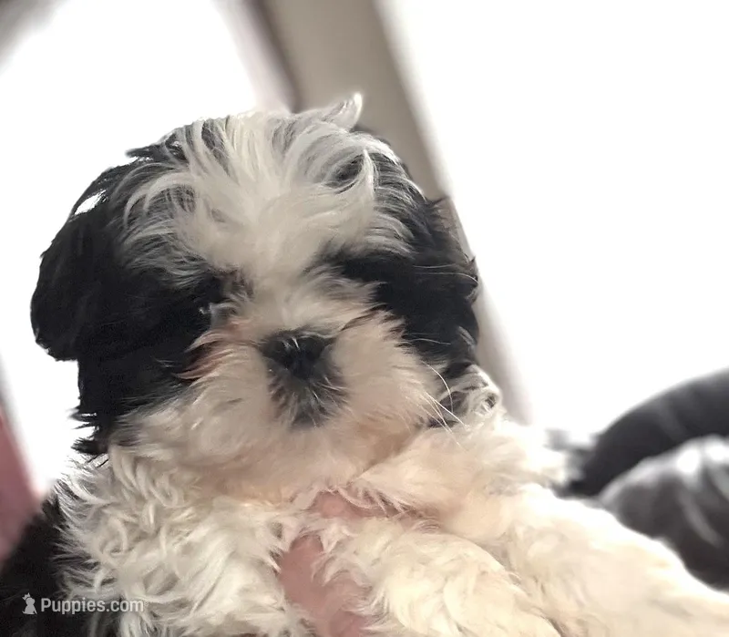 Tessa – Shih Tzu puppy for sale in Wilbraham, MA