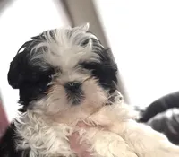 Tessa, a female Shih Tzu for sale in Wilbraham, MA – Photo 1 of 4