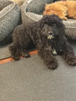 Mick, a male Cavapoo for sale in Hampden, MA – 3 of 4