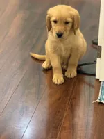Moose, a male Golden Retriever and English Cream Golden Retriever for sale in Hampden, MA – 7 of 7