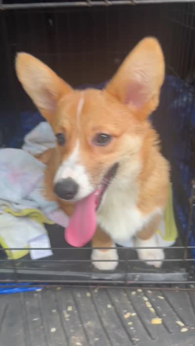 Bunny, a female Pembroke Welsh Corgi for sale in Wilbraham, MA – 2 of 2