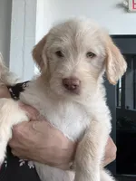 Maverick , a male Labradoodle and Golden Retriever for sale in Hampden, MA – 4 of 4