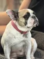 Remix, a male French Bulldog for sale in Hampden, MA – 8 of 8